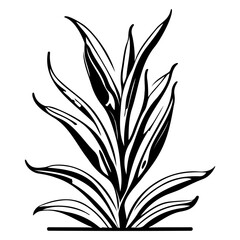 aloe flower illustration sketch
