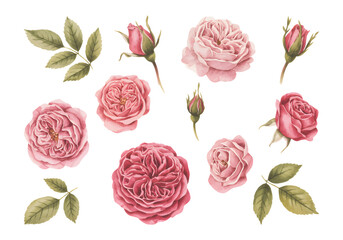 Romantic watercolor rose bouquet cluster isolated for textile design.