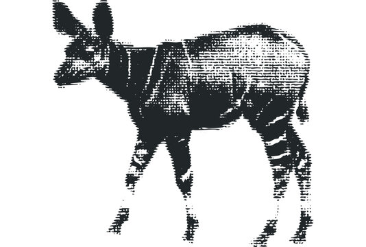 black and white okapi walking clip art preview