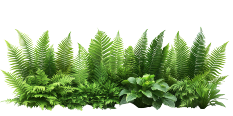 Various types of Fresh Green Fern Fronds isolated on a white transparent background