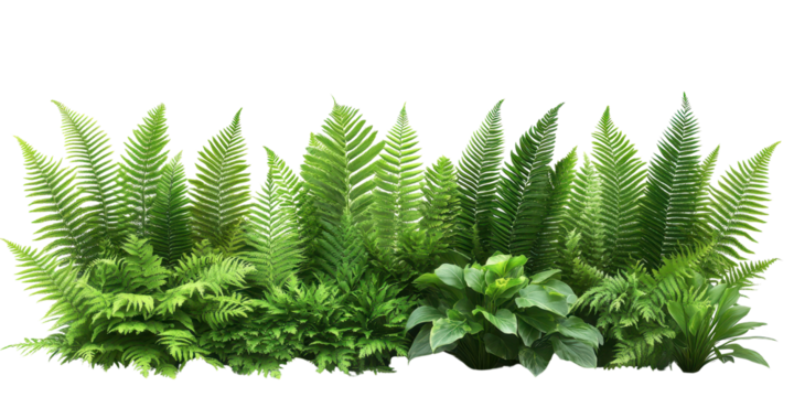 Various types of Fresh Green Fern Fronds isolated on a white transparent background