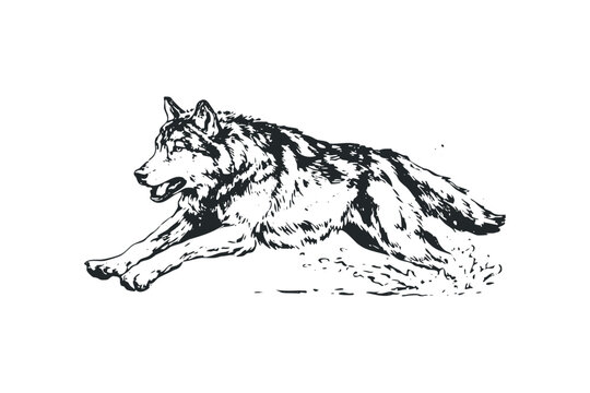 Pouncing Wolf in Dynamic Pose, Ink Style, Transparent. Vector hand drawn illustration