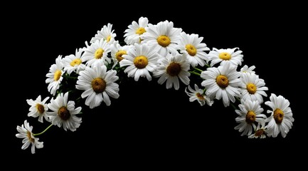 Delicate daisy garland on black backdrop