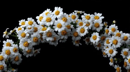 Delicate white daisies in an arch against black