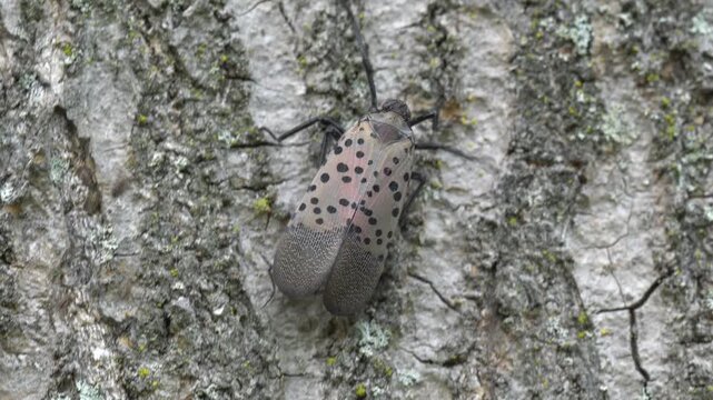 Spotted Lanternfly (Lycorma delicatula) climbing on Tree of Heaven in Berks County, Pennsylvania. SLF were first discovered in Berks County, Pennsylvania in 2014