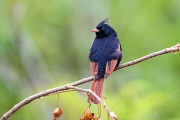 The Crowned Minstrel of Saswad-Crested bunting (Emberiza lathami) at Saswad, Maharashtra, India