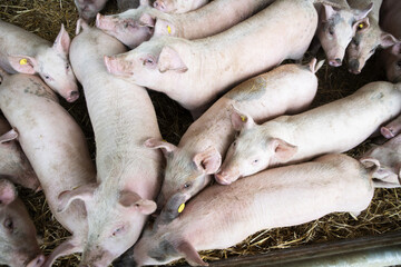 youngs pigs in the farm