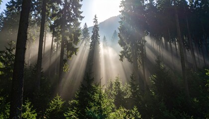 Obraz premium Sunbeams Through Forest Trees with Nature Landscape, and Scenic Light.