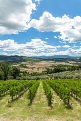 Obraz premium Scenic Vineyard Landscape in Tuscany, Italy, featuring Rolling Hills and Cloudy Sky