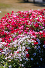Detailed view of red, pink and white petunias in full bloom during summer, showing colorful flowers and fresh green leaves in a sunny outdoor garden
