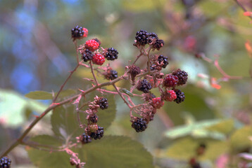 Little wild blackberries growing on a vine