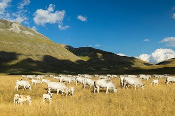 Obraz premium Chianina Cattle Grazing in the Fields of Castelluccio di Norcia, Umbria, Italy