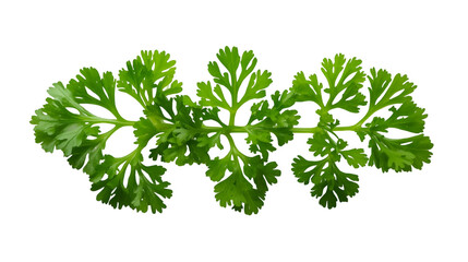 parsley isolated on white background