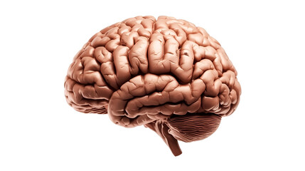 pine cone on white background