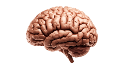 pine cone on white background