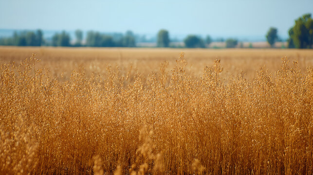 Golden flax plants in a rural field during the harvest