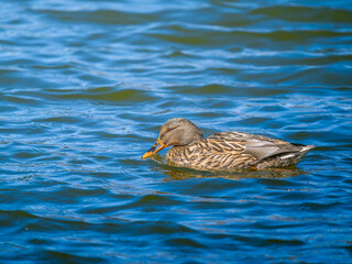 池を泳ぐマガモ