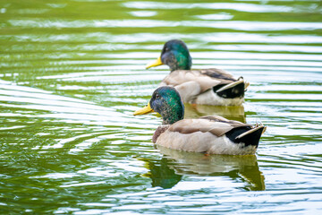 Fototapeta premium 池を泳ぐマガモ