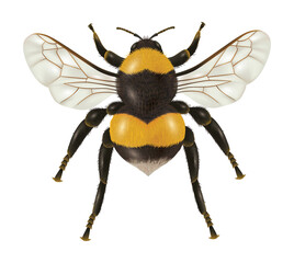 Honey Bee Transparent PNG | Flying Insect Pollinator Illustration