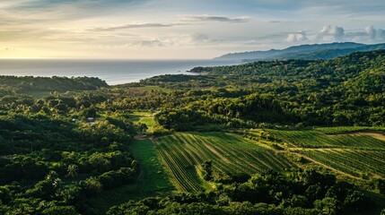Naklejka premium Aerial view lush green fields coastline