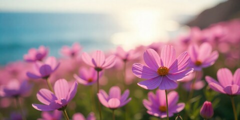 Pink Cosmos Blooming by the Sea A Coastal Meadow in Gentle Sunlight