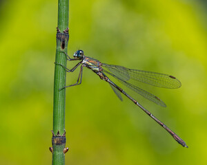 Ruhe am Halm – Westliche Weidenjungfer auf strukturiertem Schachtelhalm