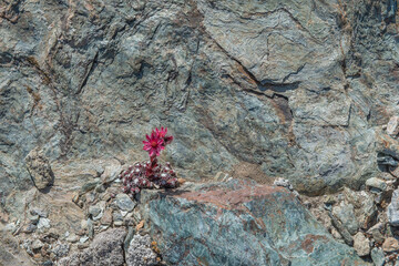 Vibrant flower Sempervivum arachnoideum (cobweb houseleek) blooms against rugged rocky landscape in remote natural setting