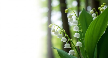 Obraz premium Delicate lily of the valley blossoms gleam softly in dappled sunlight. AI Generated