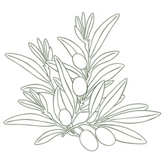 Drawing olives branch decor. Hand drawn floral illustration olive fruit, tree branches, leaves isolated background green. Drawings food. Edible foliage. Menu, wrapping, card gift stationary