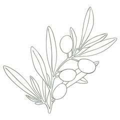 Drawing green olives branch. Hand drawn floral illustration olive fruit, tree branches, leaves isolated background green. Drawings food edible foliage. For menu, wrapping card gift, clip art