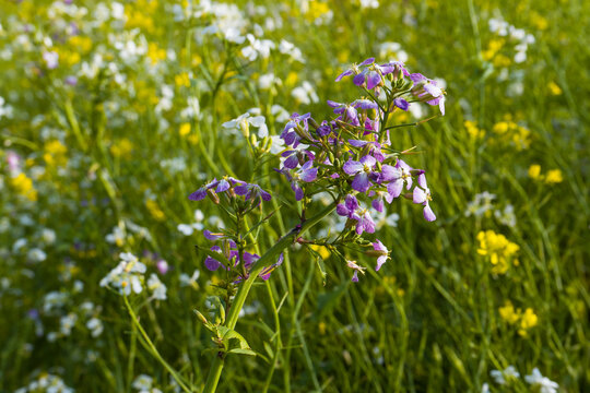Acker-Pflanzen, Acker-Rettich (Raphanus raphanistrum) begegnet auf der Schw&auml;bischen Alb