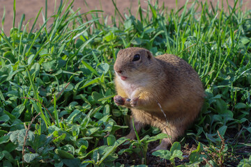 Close-up of a European ground squirrel standing on its hind legs in green grass