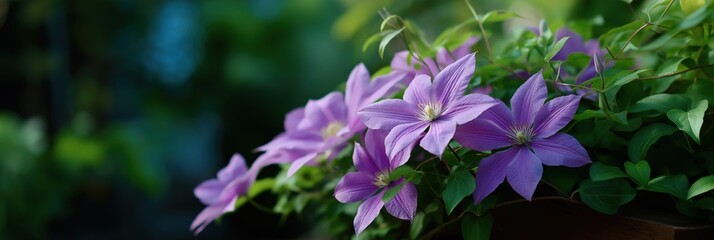 Vibrant purple clematis flowers in lush green garden environment