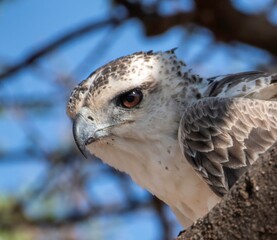 Martial eagle on a tree at the Samburu national park in Kenya in close up
