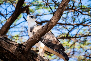 Martial eagle on a tree at the Samburu national park in Kenya in close up