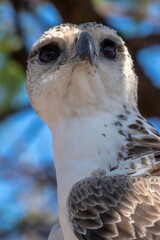 Martial eagle on a tree at the Samburu national park in Kenya in close up