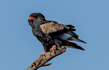 Bateleur eagle on a tree top against blue sky at the Samburu national park in Kenya