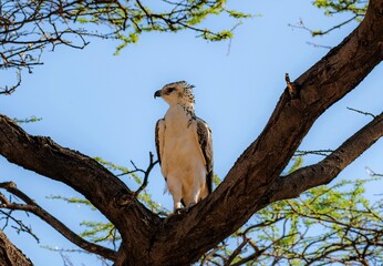 Martial eagle on a tree at the Samburu national park in Kenya in close up