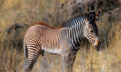 young Grevy's Zebra walking in the Savannah at the Samburu national park in Kenya