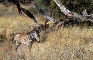 young Grevy's Zebra walking in the Savannah at the Samburu national park in Kenya