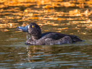 池を泳ぐキンクロハジロ