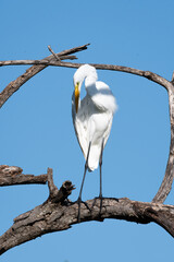 A beautiful white heron perched on the branches of a tree preens its feathers.