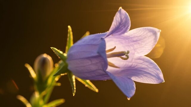 Close-up of a delicate purple bellflower bathed in warm golden sunlight