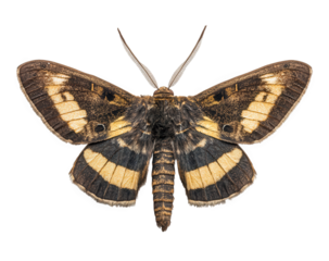 A detailed macro shot of a brown and yellow striped moth isolated on transparent background