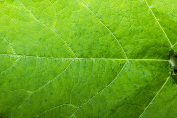 Close-up macro pumpkin leaf texture detail,Pumpkin leaf texture with intricate details and natural green patterns,Texture background of pumpkin green leaves.