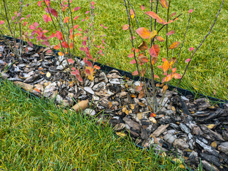 Planting ornamental shrubs in a specially prepared trench with subsequent mulching