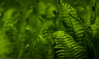 Bright fresh fern leaves curled in woodland.