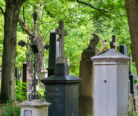 Viel alte Grabsteine inmitten von Bäumen Alter Südfriedhof München