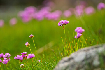 Obraz premium Lonely pink sea thrift flower with blurred background.