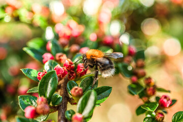 Bumblebee on blooming red buds and green leaves.